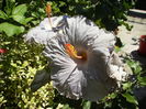 hibiscus