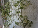 ficus benjamina