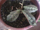 maranta