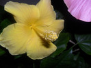 Hibiscus Senegal