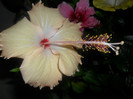 Hibiscus Fort de France