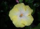 Hibiscus Emily