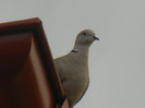 Eurasian Collared Dove (2012, July 26)
