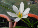 White Rain Lily (2012, July 24)