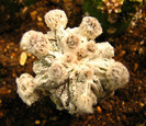 Astrophytum myriostigma Hajuko