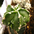 Astrophytum myriostigma nudum fukuro