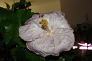 Hibiscus Cajun Blue