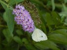 Small White Butterfly (2012, Aug.07)