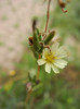 Prickly Lettuce (2012, August 02)