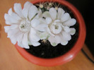 Gymnocalycium