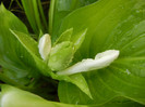 Hosta_Plantain Lily (2012, August 11)
