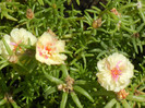 Portulaca grandiflora (2012, Aug.03)