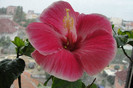 Hibiscus Amy Lynn