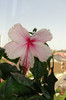 hibiscus Pink Wings