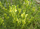 Linaria vulgaris (2012, August 19)