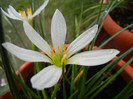 White Rain Lily (2012, August 18)