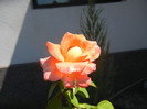 Bright Salmon Rose (2012, Aug.16)
