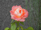 Bright Salmon Rose (2012, Aug.17)