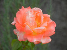 Bright Salmon Rose (2012, Aug.18)