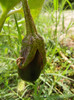 Solanum melongena (2012, August 18)