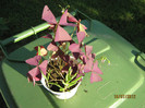 oxalis mov