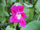 Double Pink Morning Glory (2012, Aug.31)