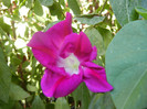 Double Pink Morning Glory (2012, Aug.31)