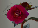 Achimenes Serges Fantasy