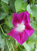 Double Pink Morning Glory (2012, Sep.01)