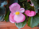 Begonia semperflorens (2012, Sep.01)