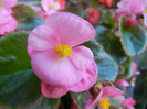 Begonia semperflorens (2012, Sep.01)