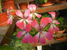 Ivy geranium Bicolor (2012, Sep.01)