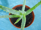 Aloe (2012, Sep.01)