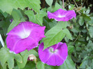 Picotee Morning Glory (2012, Sep.03)