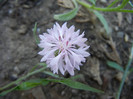 Centaurea cyanus Pink (2012, Sep.04)