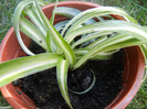 Curly-leaved Spider Plant (2012, Sep.04)