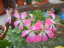 Ivy geranium Bicolor (2012, Sep.06)