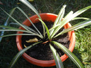 Variegated Spider Plant (2012, Sep.04)