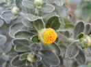 Yellow Chrysanthemum (2012, Sep.12)