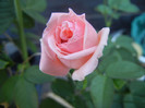 Rose Pleasure (2012, September 10)