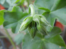 Ivy geranium Lia (2012, Sep.06)