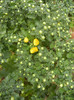 Yellow Chrysanthemum (2012, Sep.20)