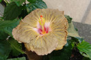 hibiscus Suntan