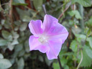 Picotee Morning Glory (2012, Sep.22)