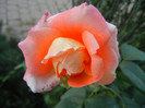 Bright Salmon Rose (2012, Sep.25)