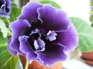 gloxinia