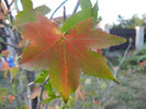 Liquidambar styraciflua (2012, Sep.22)