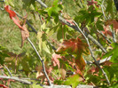 Liquidambar styraciflua (2012, Sep.24)