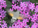 Hummingbird Hawk-Moth (2012, Sep.05)