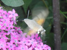 Hummingbird Hawk-Moth (2012, Sep.05)